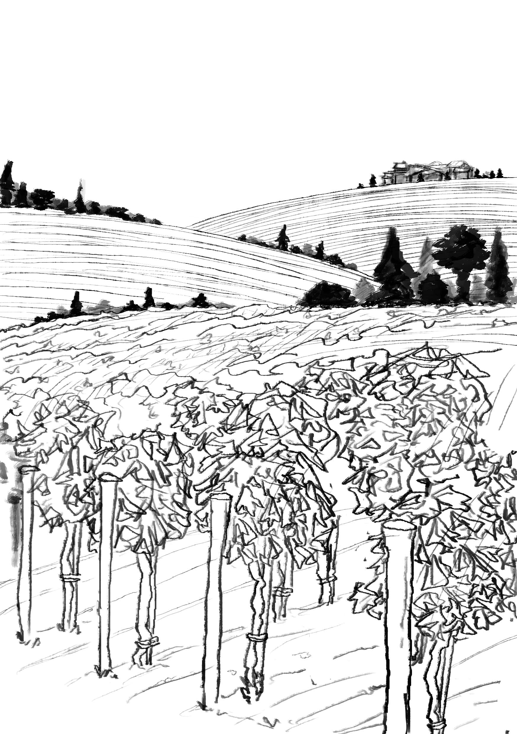 Illustration au trait — rangs de vigne et coteaux